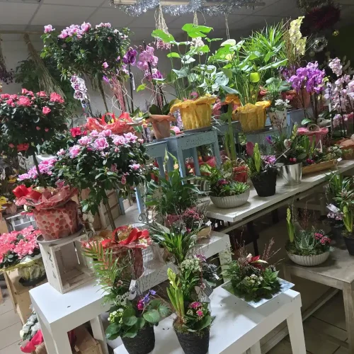 Fleuriste Au Sabot de Vénus à Lubersac