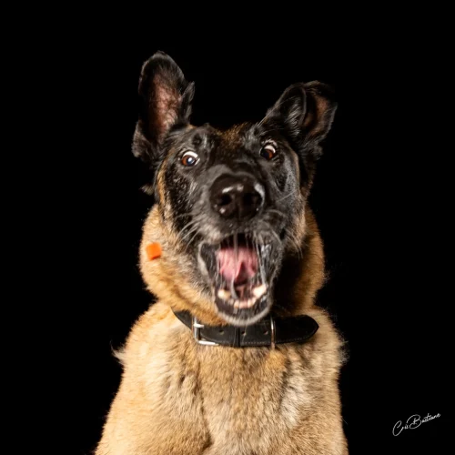 photographie_animaux_portfolio (7)